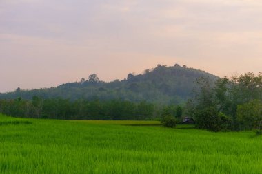 Beautiful morning view indonesia Panorama Landscape paddy fields with beauty color and sky natural light