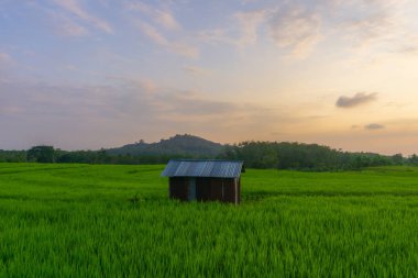 Beautiful morning view indonesia Panorama Landscape paddy fields with beauty color and sky natural light