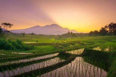 Beautiful morning view indonesia Panorama Landscape paddy fields with beauty color and sky natural light