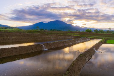 Beautiful morning view indonesia Panorama Landscape paddy fields with beauty color and sky natural light
