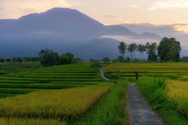 Beautiful morning view indonesia Panorama Landscape paddy fields with beauty color and sky natural light