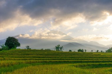 Beautiful morning view indonesia Panorama Landscape paddy fields with beauty color and sky natural light
