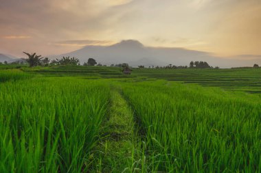 Beautiful morning view indonesia Panorama Landscape paddy fields with beauty color and sky natural light