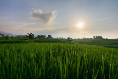 Beautiful morning view indonesia Panorama Landscape paddy fields with beauty color and sky natural light