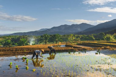 Beautiful morning view indonesia Panorama Landscape paddy fields with beauty color and sky natural light