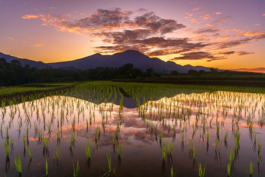 Beautiful morning view indonesia Panorama Landscape paddy fields with beauty color and sky natural light