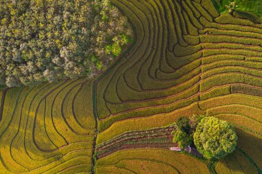 Endonezya 'dan orman ve dağ manzaralı güzel bir sabah manzarası