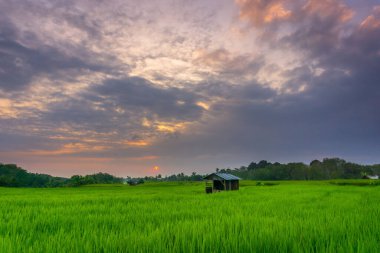 Beautiful morning view indonesia Panorama Landscape paddy fields with beauty color and sky natural light