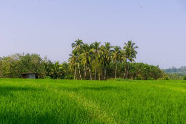 Beautiful morning view indonesia Panorama Landscape paddy fields with beauty color and sky natural light