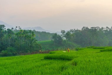 Beautiful morning view indonesia Panorama Landscape paddy fields with beauty color and sky natural light