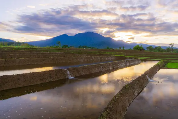 Beautiful morning view indonesia Panorama Landscape paddy fields with beauty color and sky natural light