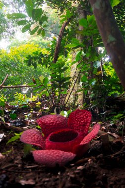 Güzel Bengkulu rafflesia çiçeklerinin açtığı tropikal bir ormanda Endonezya sabah manzarası