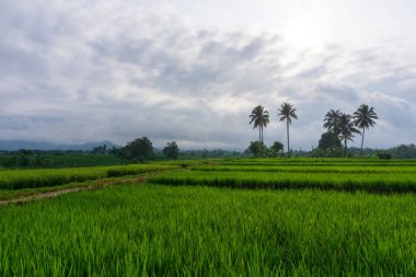 Beautiful morning view indonesia Panorama Landscape paddy fields with beauty color and sky natural light
