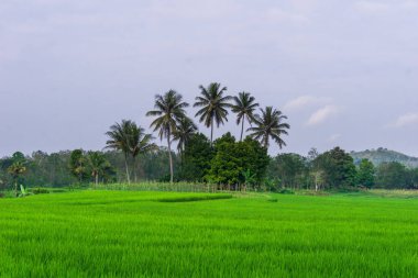 Beautiful morning view indonesia Panorama Landscape paddy fields with beauty color and sky natural light