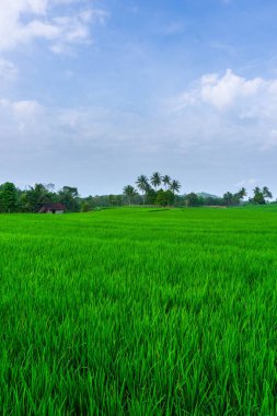 Beautiful morning view indonesia Panorama Landscape paddy fields with beauty color and sky natural light