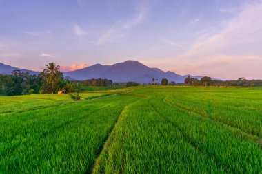 Beautiful morning view indonesia Panorama Landscape paddy fields with beauty color and sky natural light