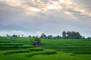 Beautiful morning view indonesia Panorama Landscape paddy fields with beauty color and sky natural light