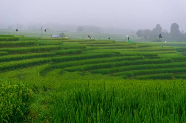 Beautiful morning view indonesia Panorama Landscape paddy fields with beauty color and sky natural light