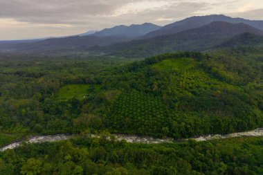 Beautiful morning view indonesia Panorama Landscape paddy fields with beauty color and sky natural light