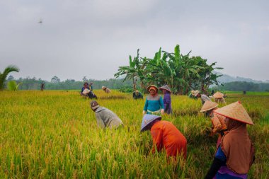 Beautiful morning view indonesia Panorama Landscape paddy fields with beauty color and sky natural light