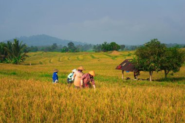 Beautiful morning view indonesia Panorama Landscape paddy fields with beauty color and sky natural light