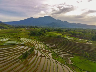 Beautiful morning view indonesia Panorama Landscape paddy fields with beauty color and sky natural light