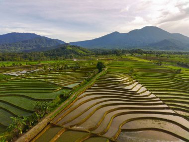 Beautiful morning view indonesia Panorama Landscape paddy fields with beauty color and sky natural light