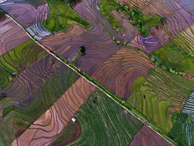 Beautiful morning view indonesia Panorama Landscape paddy fields with beauty color and sky natural light