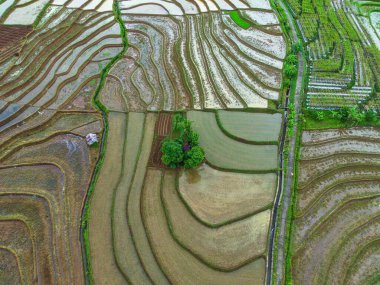 Beautiful morning view indonesia Panorama Landscape paddy fields with beauty color and sky natural light