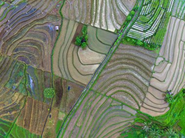 Beautiful morning view indonesia Panorama Landscape paddy fields with beauty color and sky natural light