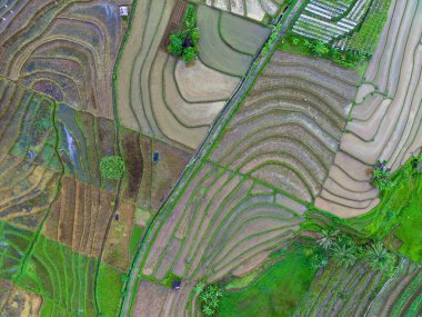 Beautiful morning view indonesia Panorama Landscape paddy fields with beauty color and sky natural light