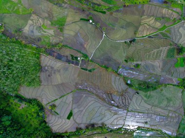 Beautiful morning view indonesia Panorama Landscape paddy fields with beauty color and sky natural light