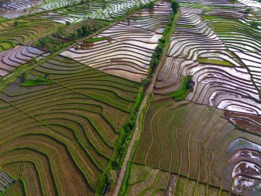 Beautiful morning view indonesia Panorama Landscape paddy fields with beauty color and sky natural light