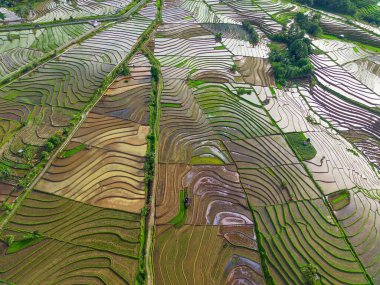 Beautiful morning view indonesia Panorama Landscape paddy fields with beauty color and sky natural light