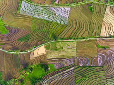Beautiful morning view indonesia Panorama Landscape paddy fields with beauty color and sky natural light