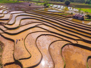 Beautiful morning view indonesia Panorama Landscape paddy fields with beauty color and sky natural light