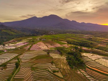 Beautiful morning view indonesia Panorama Landscape paddy fields with beauty color and sky natural light