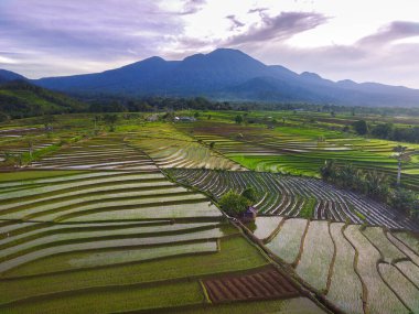 Beautiful morning view indonesia Panorama Landscape paddy fields with beauty color and sky natural light