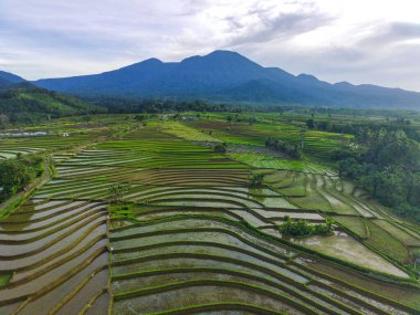 Beautiful morning view indonesia Panorama Landscape paddy fields with beauty color and sky natural light