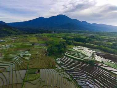 Beautiful morning view indonesia Panorama Landscape paddy fields with beauty color and sky natural light