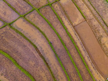 Beautiful morning view indonesia Panorama Landscape paddy fields with beauty color and sky natural light