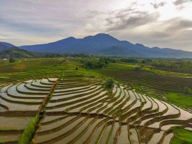 Beautiful morning view indonesia Panorama Landscape paddy fields with beauty color and sky natural light