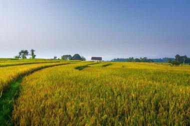 Beautiful morning view indonesia Panorama Landscape paddy fields with beauty color and sky natural light