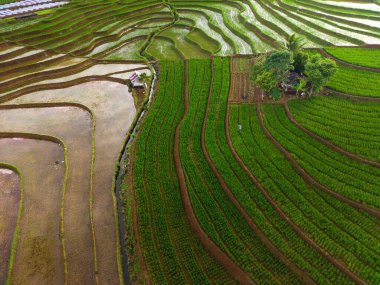 Beautiful morning view indonesia Panorama Landscape paddy fields with beauty color and sky natural light