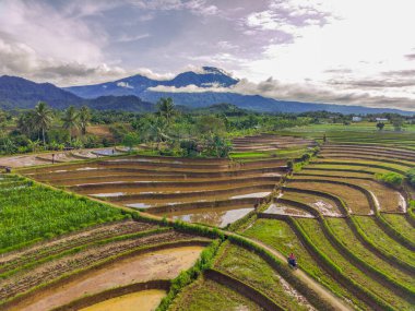Beautiful morning view indonesia Panorama Landscape paddy fields with beauty color and sky natural light