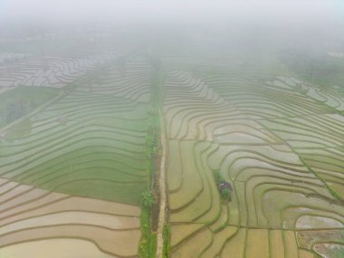 Beautiful morning view indonesia Panorama Landscape paddy fields with beauty color and sky natural light