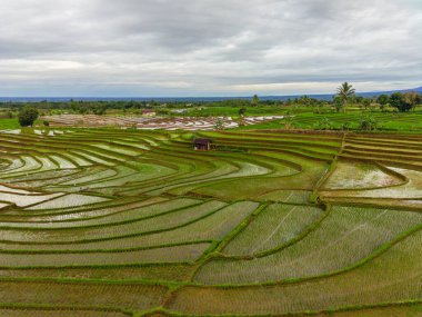 Beautiful morning view indonesia Panorama Landscape paddy fields with beauty color and sky natural light