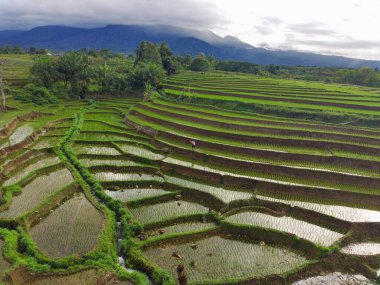 Beautiful morning view indonesia Panorama Landscape paddy fields with beauty color and sky natural light