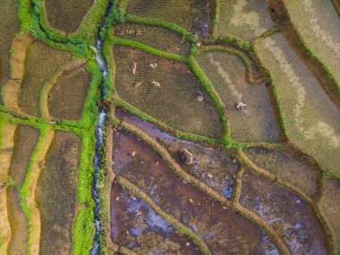 Beautiful morning view indonesia Panorama Landscape paddy fields with beauty color and sky natural light