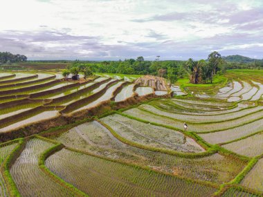 Beautiful morning view indonesia Panorama Landscape paddy fields with beauty color and sky natural light